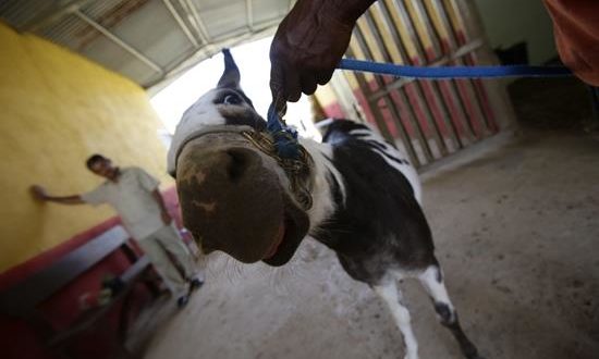 Escuchar melodías de Mozart, Beethoven o Bach y al mismo tiempo aprender sobre animales o de iniciativas de sostenibilidad es una alternativa distinta al clásico agroturismo en Panamá, que va más allá de participar de las actividades cotidianas del hombre de campo.