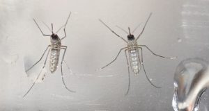 En la imagen, mosquitos Aedes aegypti, transmisor del dengue. EFE/Archivo