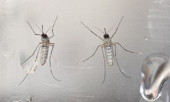 En la imagen, mosquitos Aedes aegypti, transmisor del dengue. EFE/Archivo