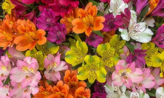 Fotografía sin fecha cedida hoy por UPS donde aparecen flores frescas. Al menos 89 millones de flores, un millón más que en 2018, destinadas a celebrar San Valentín, pasarán este año por el Aeropuerto Internacional de Miami, desde donde la gran mayoría se distribuirá por todo Estados Unidos, un país que va a gastarse unos 20.700 millones de dólares en el "Día del amor". EFE/Cortesía UPS