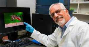 Vista de un científico del Instituto Politécnico Nacional (IPN) de México, que investiga el diseño de anticuerpos neutralizantes como bioterapéuticos para combatir el virus del chikunguña. EFE/IPN/SOLO USO EDITORIAL