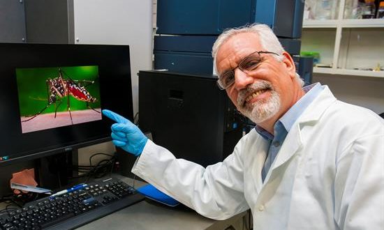 Vista de un científico del Instituto Politécnico Nacional (IPN) de México, que investiga el diseño de anticuerpos neutralizantes como bioterapéuticos para combatir el virus del chikunguña. EFE/IPN/SOLO USO EDITORIAL