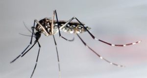 El mosquito "Aedes Aegypti" trasmisor del dengue, zika y chikunguña. EFE/Archivo