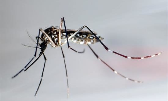 El mosquito "Aedes Aegypti" trasmisor del dengue, zika y chikunguña. EFE/Archivo