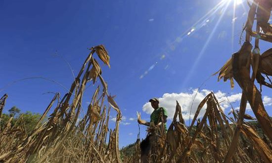 Al menos 145 de los 298 municipios hondureños sufren problemas de sequía cada año, lo cual causa desabastecimiento de agua en las comunidades, precarias condiciones de salud y una "severa crisis alimentaria". EFE/Archivo