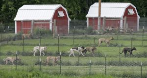 Los síntomas para los seres humanos incluyen fiebre, sudoración, dolor de cabeza, dolor en las articulaciones y debilidad. (AP Foto/Charlie Neibergall). Radcliffe, Iowa. 26/5/06.