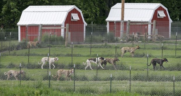 Los síntomas para los seres humanos incluyen fiebre, sudoración, dolor de cabeza, dolor en las articulaciones y debilidad. (AP Foto/Charlie Neibergall). Radcliffe, Iowa. 26/5/06.