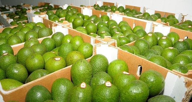 Las exportaciones de palta peruana alcanzó en julio 67,204 toneladas de paltas valorizadas en US$156.2 millones. (Foto: GEC)
