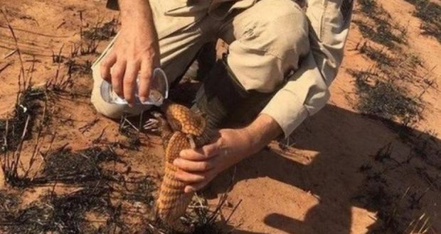 Pedro Ribas Alves es el sargento de los bomberos de Mato Grosso que se acercó a un armadillo para darle agua.(Foto: CUERPO DE BOMBEROS DE MATO GROSSO, vía BBC Mundo).
